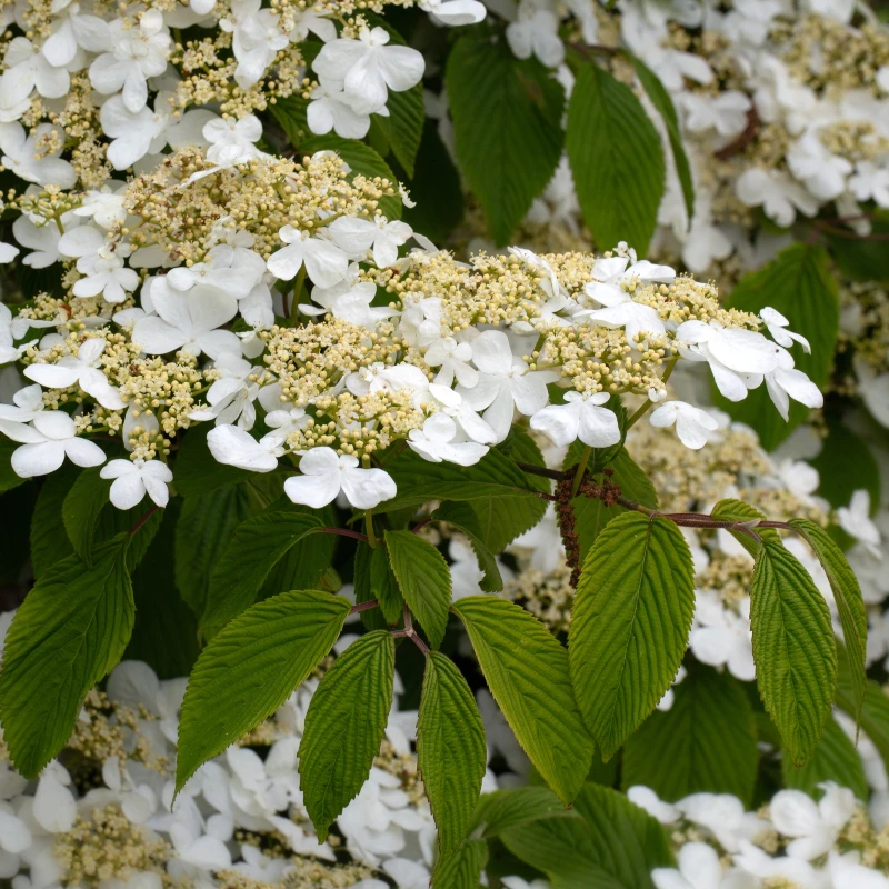 Uppsättning med 4 japanska snöbollar - Viburnum plicatum 'Tomentosum' - Vit blomma - 9 cm kruka
