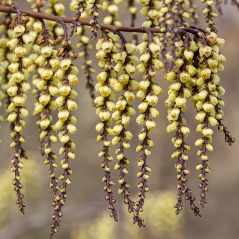 3er Set Chinesischer Egel - Stachyurus chinensis 'Silberschweif' - 9cm Topf