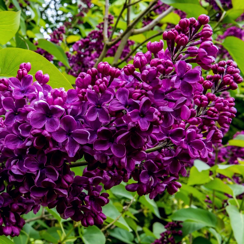Set of 3 Lilacs - Syringa vulgaris 'Znamya Lenina' - Purple-red flower - 9cm pot