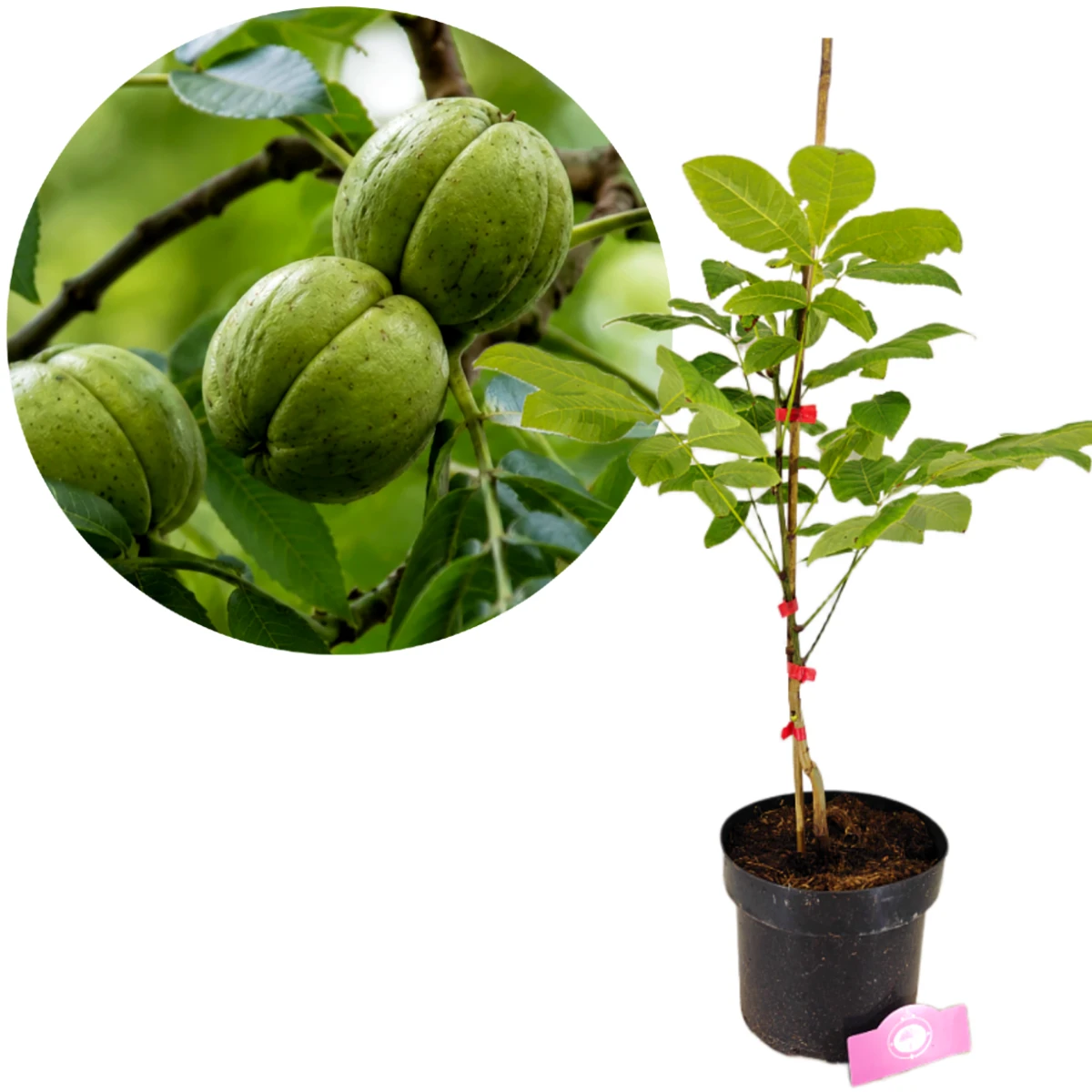Carya ovata, Witte bitternoot, Hoogte 30-40cm, 5 liter pot