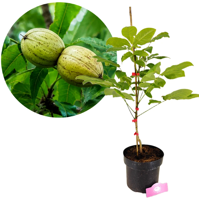 Carya laciniosa, noyer royal, hauteur 60-70 cm, pot de 5 litres
