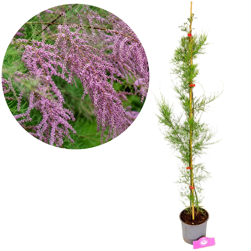 Tamarix tetrandra, tamaris, hauteur 80-100 cm, pot de 2 litres