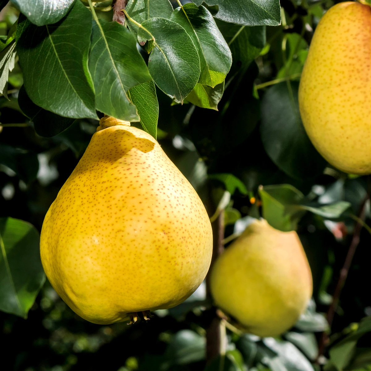 Pyrus communis 'Doyenne du comice', perenboom, 1,5 liter pot - Billede 4