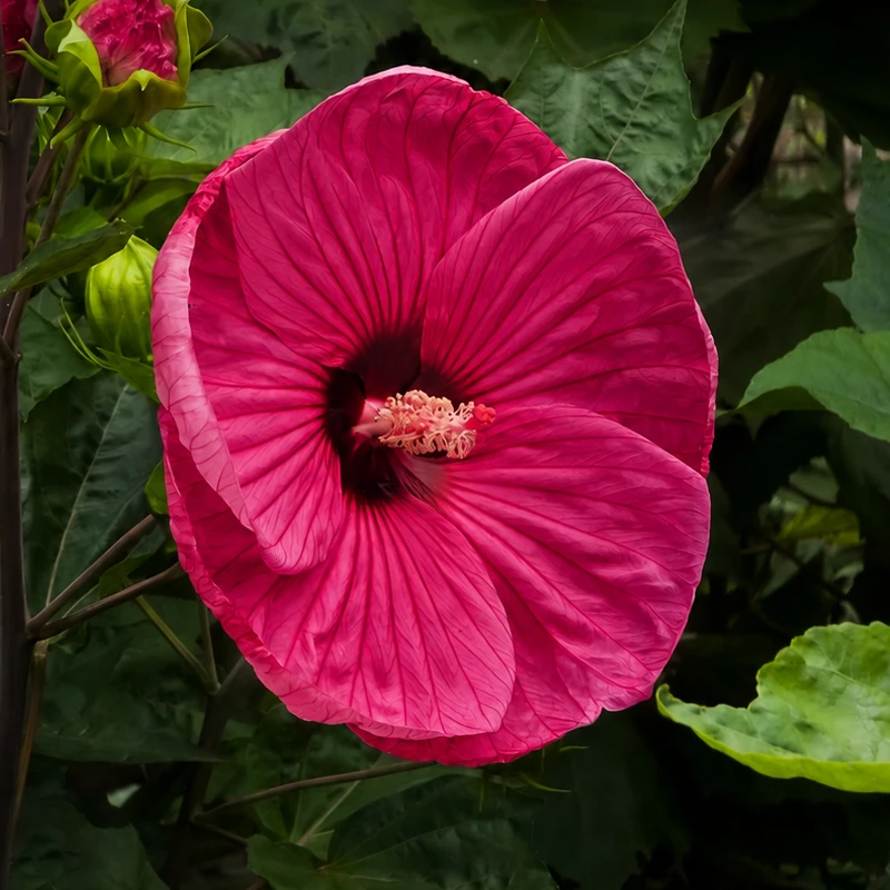 Hibiscus Moscheutos 'Jazzberry Jam', Magentarode bloem, Hoogte 40cm, 2 liter pot - Billede 2