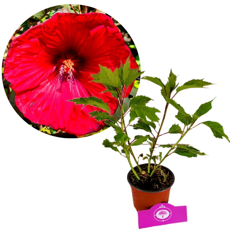 Hibiscus Moscheutos 'Fireball', Rode bloem, Hoogte 40cm, 2 liter pot