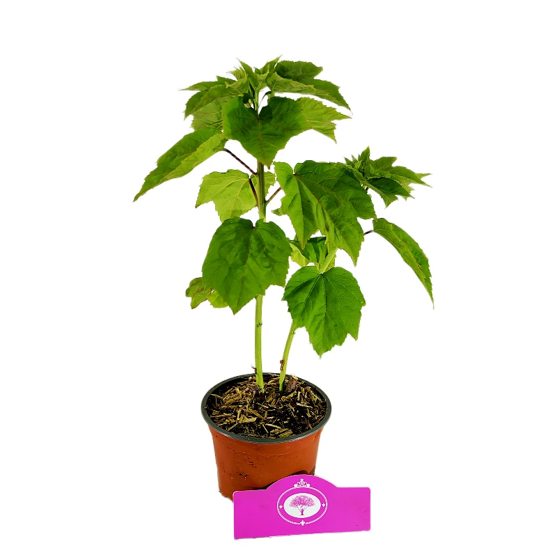 Hibiscus Moscheutos 'Jazzberry Jam', Magentarode bloem, Hoogte 40cm, 2 liter pot - Billede 3