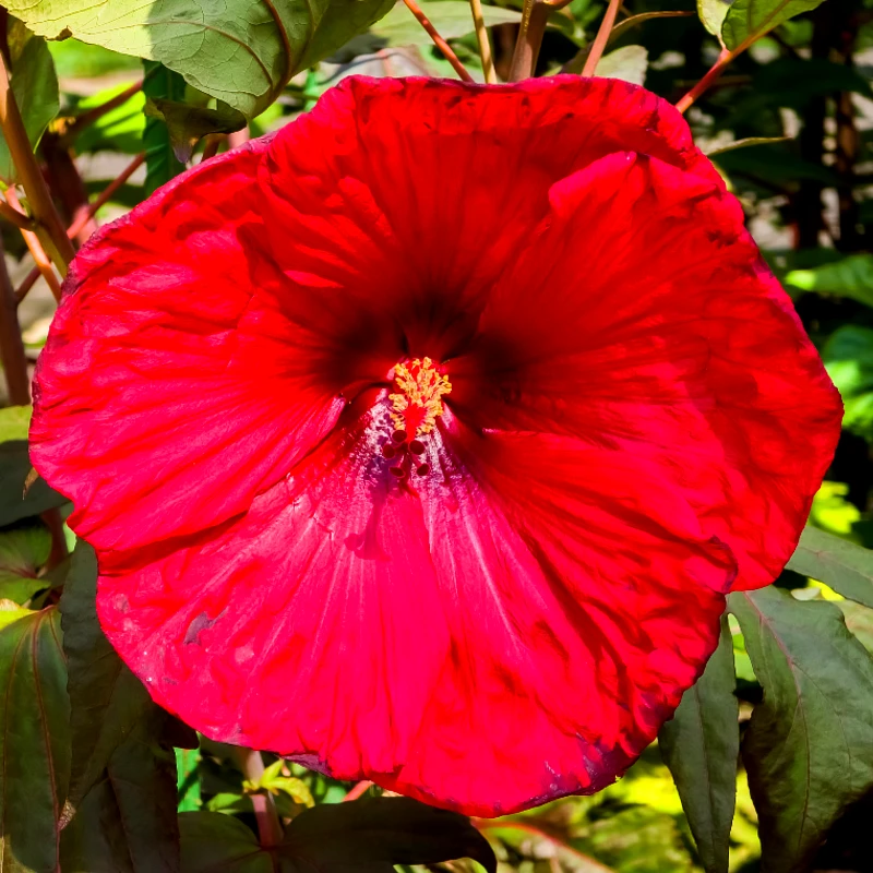 Hibiscus Moscheutos 'Fireball', Rode bloem, Hoogte 40cm, 2 liter pot - Afbeelding 3