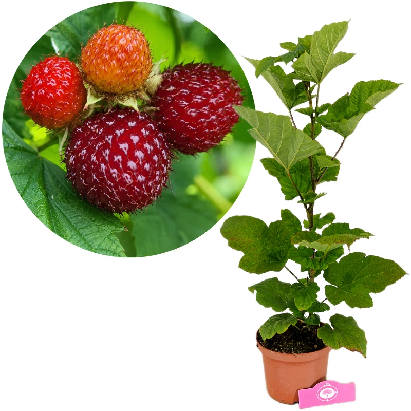 Rubus idaeus 'Raspberry Tower', søjleformet hindbær, 2 liters potte