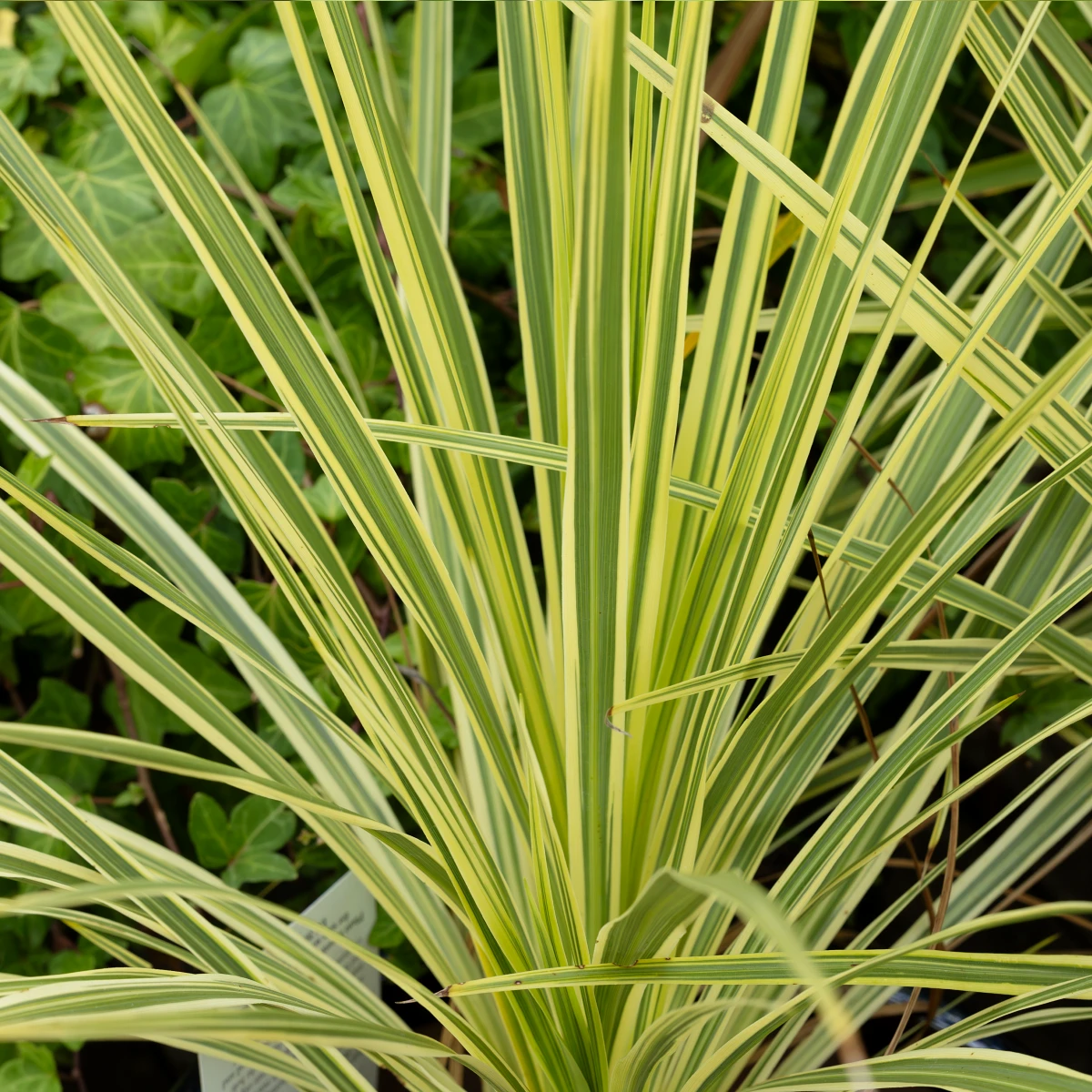 Cordyline australis 'Lime Passion'®, Cabbage Palm, Height 40–60 cm, 2-litre pot