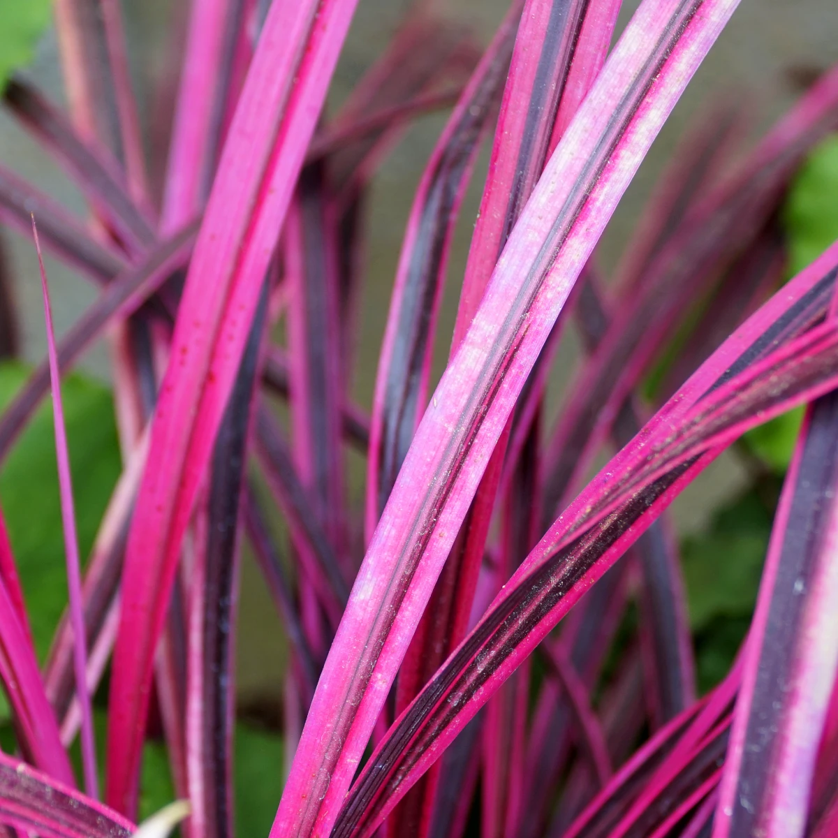 Cordyline australis 'Pink Passion'®, Koolpalm, Hoogte 40-60cm, 2 liter pot