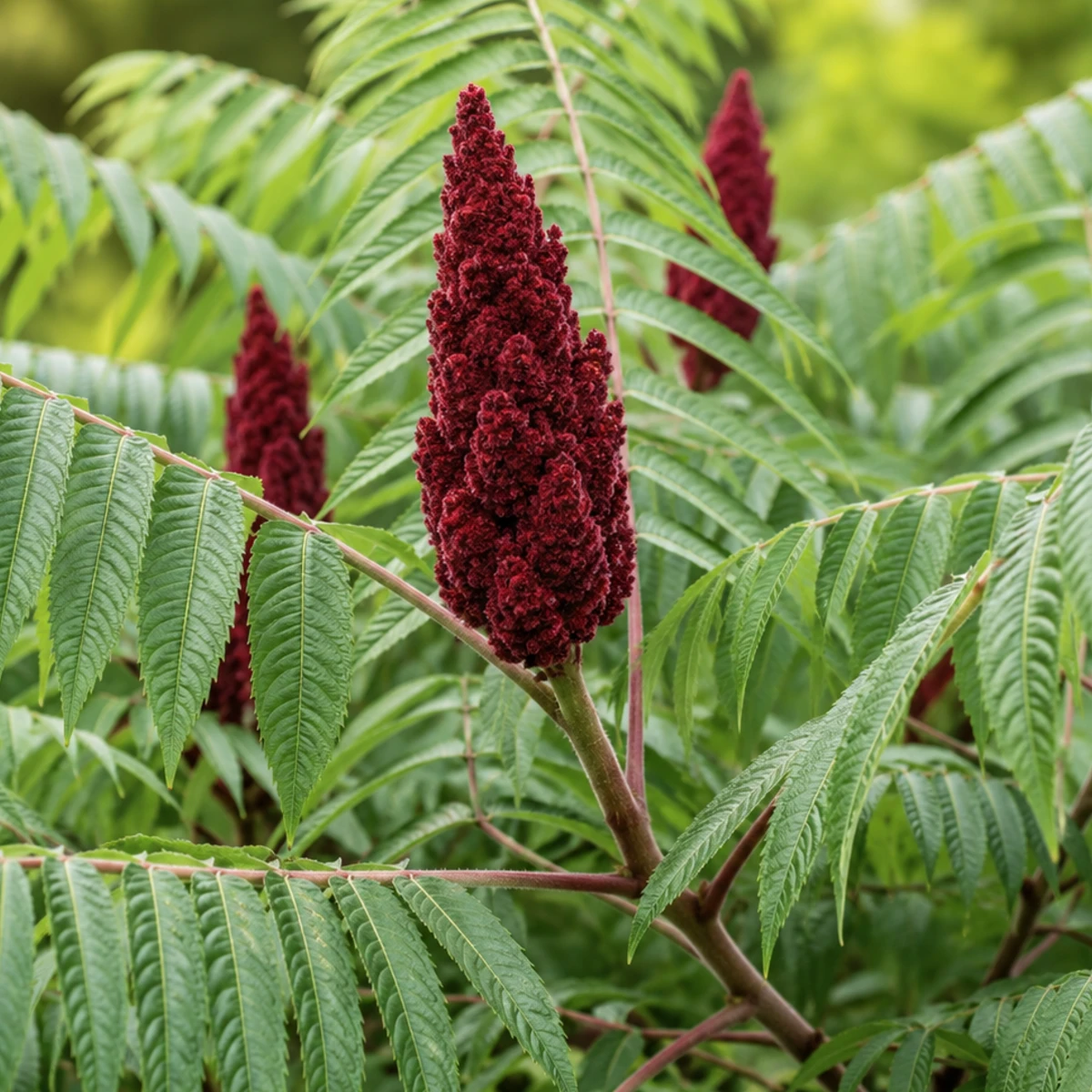 Rhus typhina, Fluweelboom, Hoogte 60-80cm, 2 liter pot