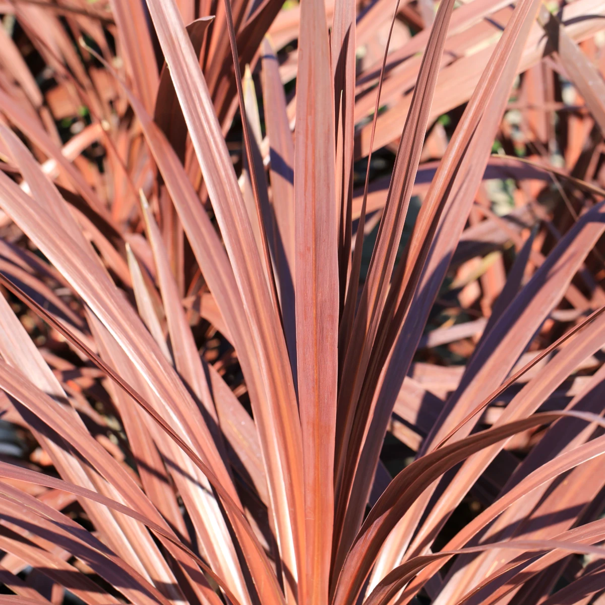 Cordyline australis 'Red Comet', Cabbage Palm, Height 40–60 cm, 2-litre pot